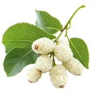 White Mulberry